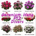 Afbeelding van Geranium Hang P12 double divers